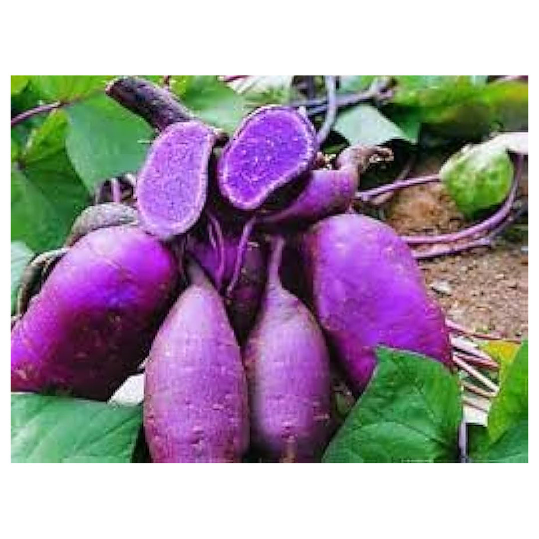 Purple Molokai Sweet Potato Diy Home Gardens Flower Seeds Home Garden Planting, Vibrant | Neera Seeds product photo [neera-v4-bef94013230305ef1c5d]