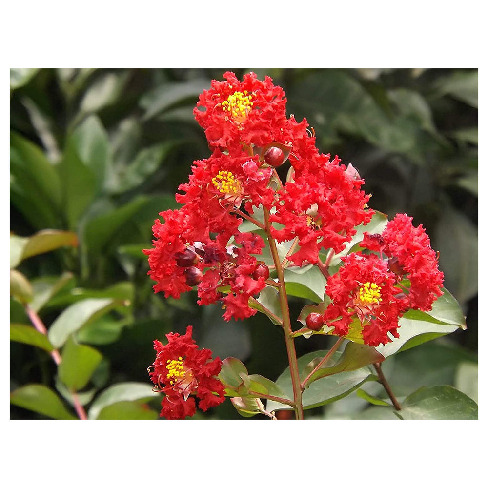 Lagerstroemia Flower Seeds – Heirloom Non-GMO Crape Myrtle Seeds for Colorful Garden Blossoms | Neera Seeds product photo [neera-v4-bf0e9dc44337077515ec]