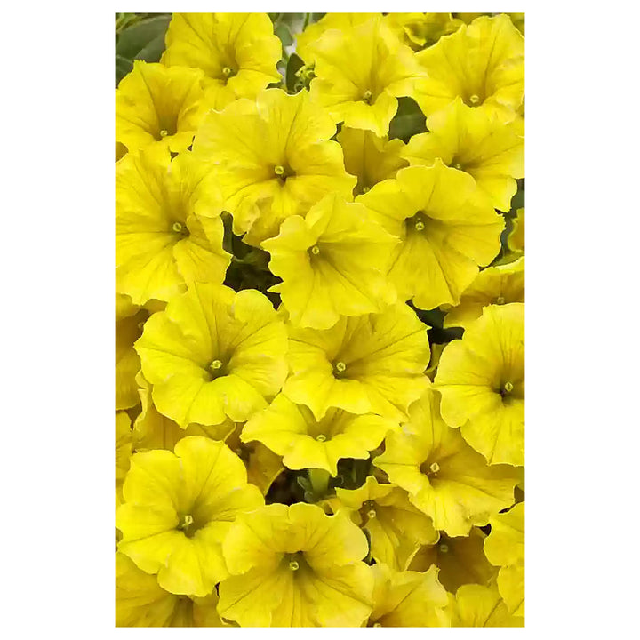 Yellow Petunia Flower Seeds for Planting - Heirloom, NON-GMO, Easy to Grow Garden Blooms | Neera Seeds product photo [neera-v4-bf173d0d44aec5c042c3]