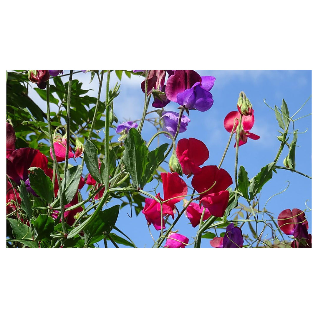 Heirloom Non-GMO Mixed Sweet Pea Flower Seeds for Planting – High Germination Organic Garden Seeds | Neera Seeds product photo [neera-v4-bf1d7a2fec500f8d05f6]