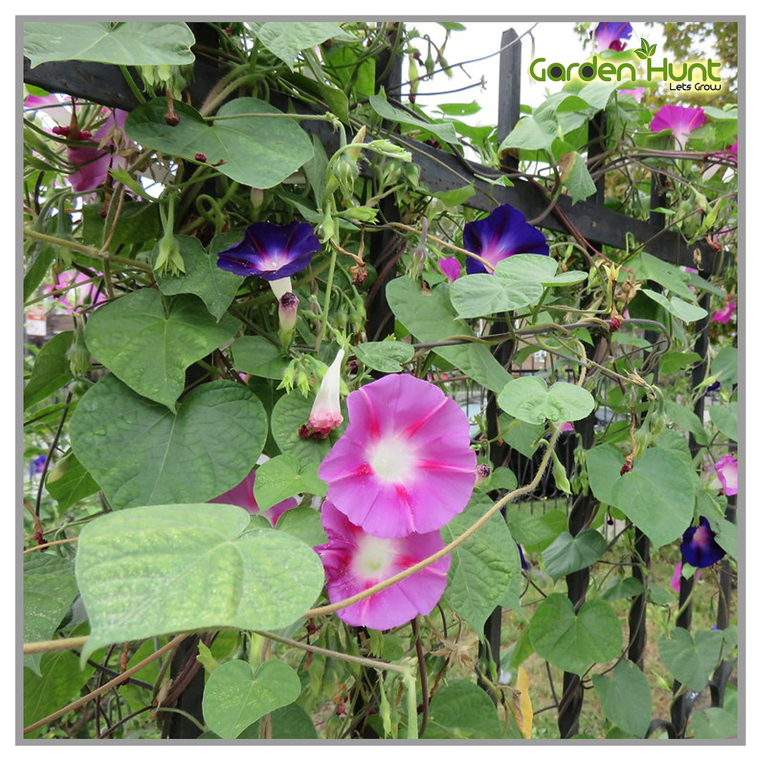 Beach Morning Glory For Planting Ipomoea Pes Caprae For Coastal Garden And Flower Bed Flower Seeds | Neera Seeds product photo [neera-v4-bf2480aa1e1d7c0633c5]