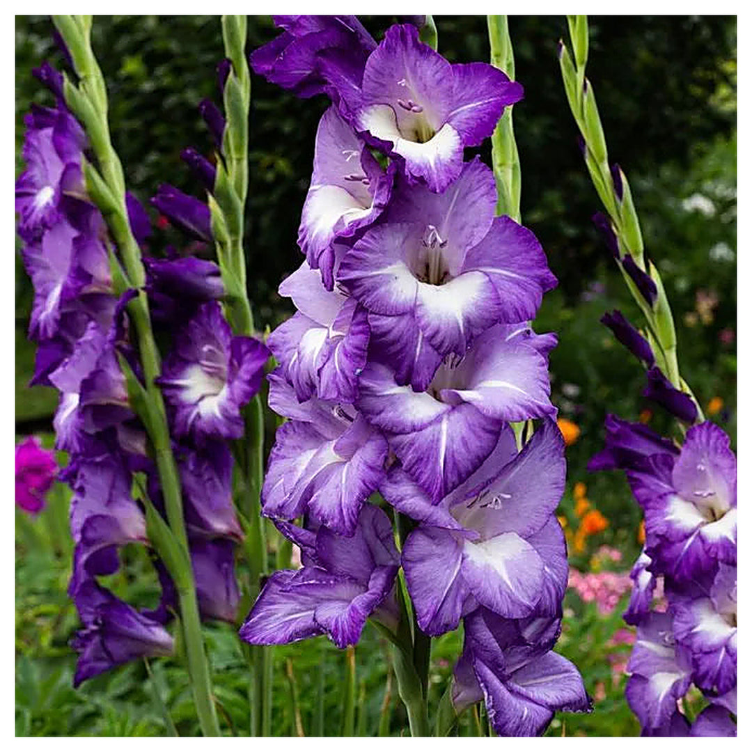 Blue Gladiolus Flower Seeds for Planting – Heirloom, Non-GMO, High Germination Organic Garden Seeds | Neera Seeds product photo [neera-v4-bf2d0472eeb421d831bc]