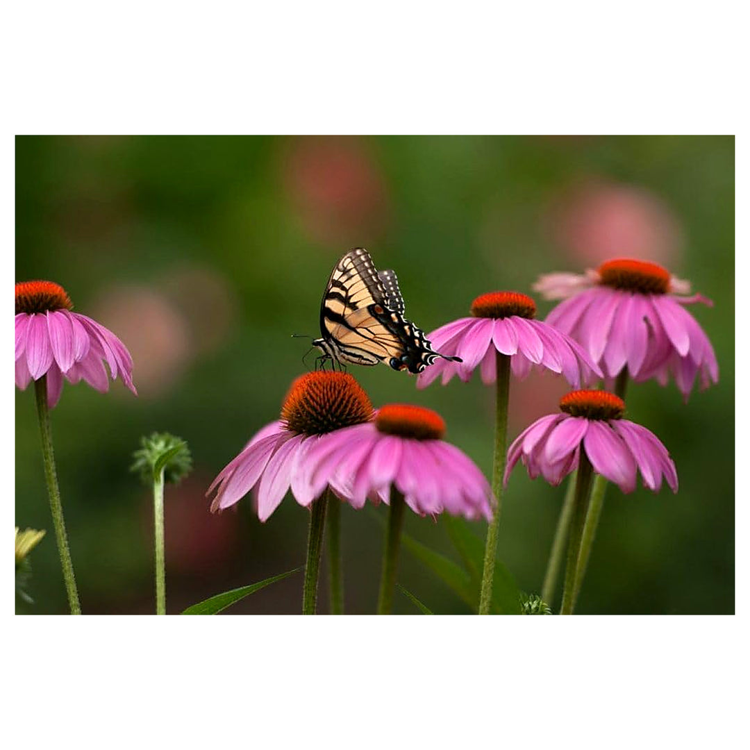 Heirloom Sonnenhut Flower Seeds for Garden Planting, Non-GMO, Coneflower Blooms for Pollinator Gardens | Neera Seeds product photo [neera-v4-bf2d2a62546dcefae498]