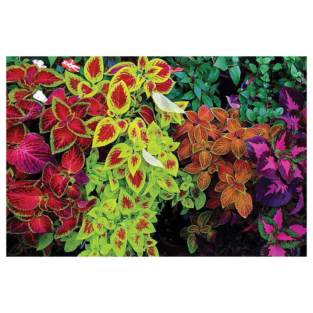 Heirloom Mix Coleus Canina Plant Seeds – Non-GMO Herb Seeds for Garden Planting | Neera Seeds product photo [neera-v4-bf4a14ba0bd2347fbb7f]