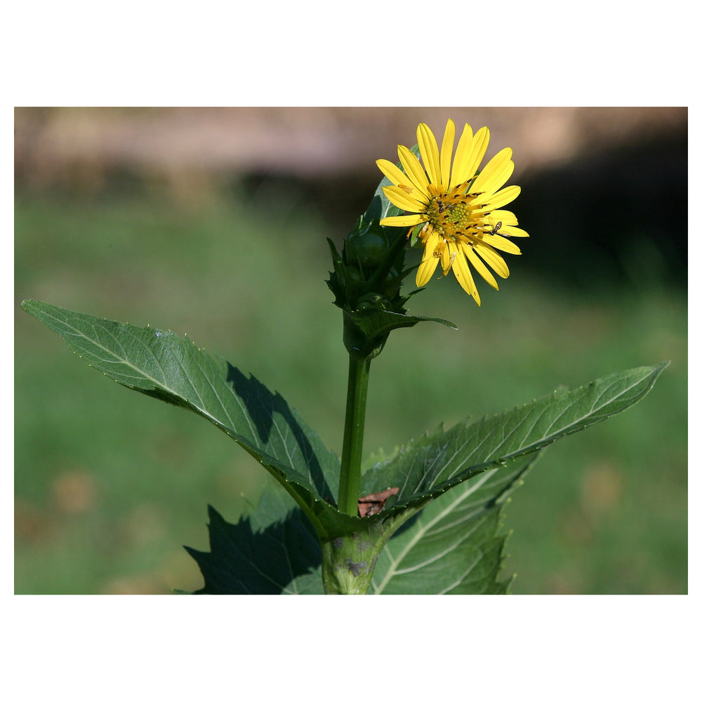 Yellow Silphium Perfoliatum Flower Seeds for Planting – Heirloom, Non-GMO, High Germination Organic Garden Seeds | Neera Seeds product photo [neera-v4-bf6c372c4a021472c234]
