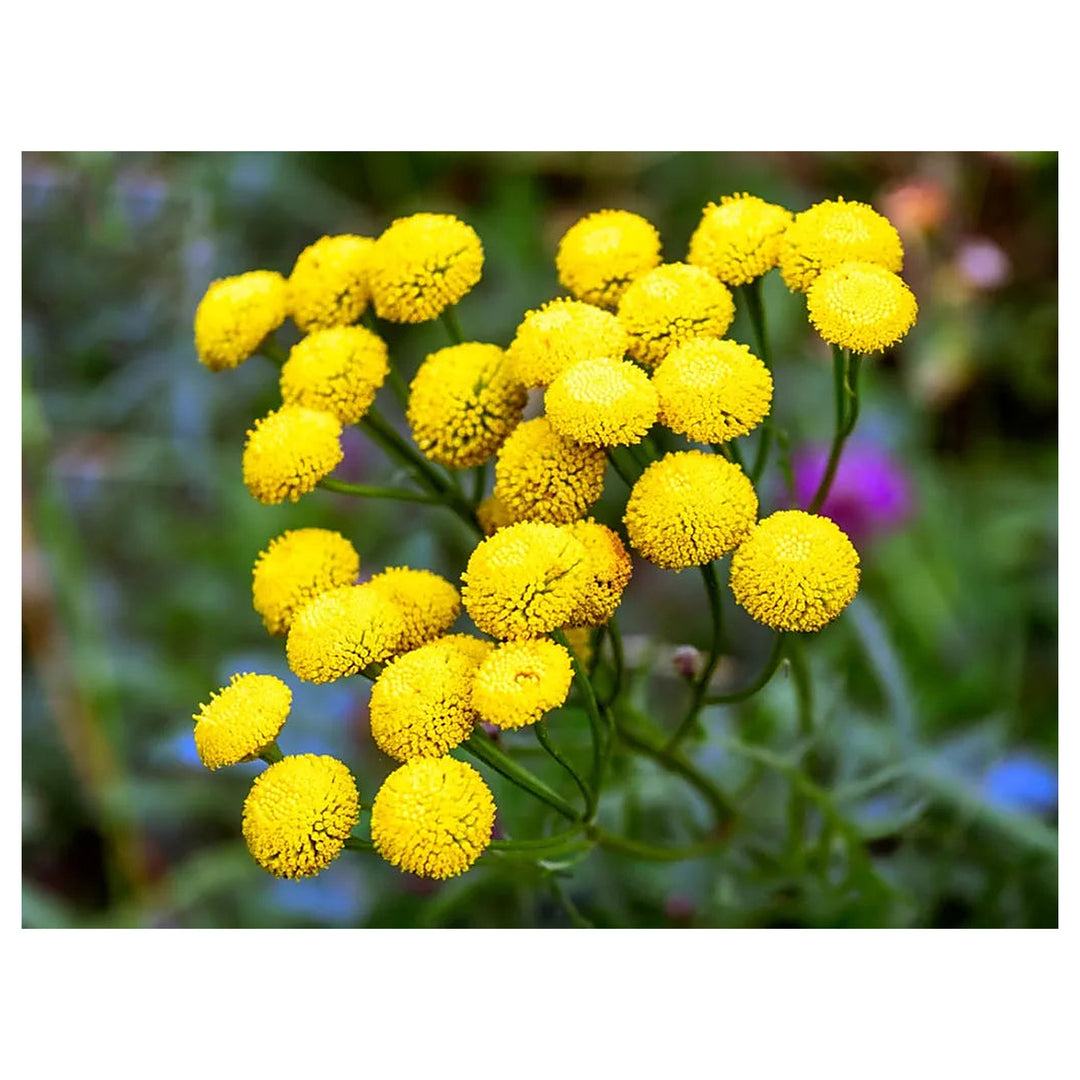 Heirloom Tansy Flower Seeds – Non-GMO Seeds for Medicinal and Ornamental Garden Planting | Neera Seeds product photo [neera-v4-bf7a47c29450a98c5391]
