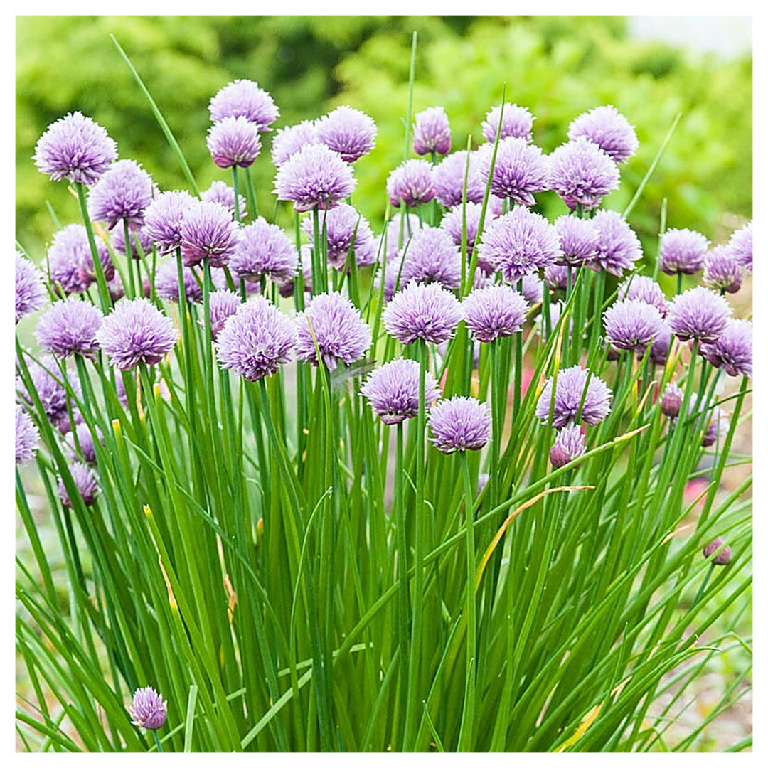 Onion Chives Herb Seeds for Planting – Heirloom &amp; Non-GMO Seeds for Culinary Gardens, Containers &amp; Edible Landscapi | Neera Seeds product photo [neera-v4-bf7d173d159ed14dca63]