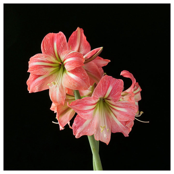 Hippeastrum Flower Seeds – Heirloom Non-GMO Amaryllis Seeds for Elegant and Colorful Gardens | Neera Seeds product photo [neera-v4-bf83ff7ba6fc4a5bc480]
