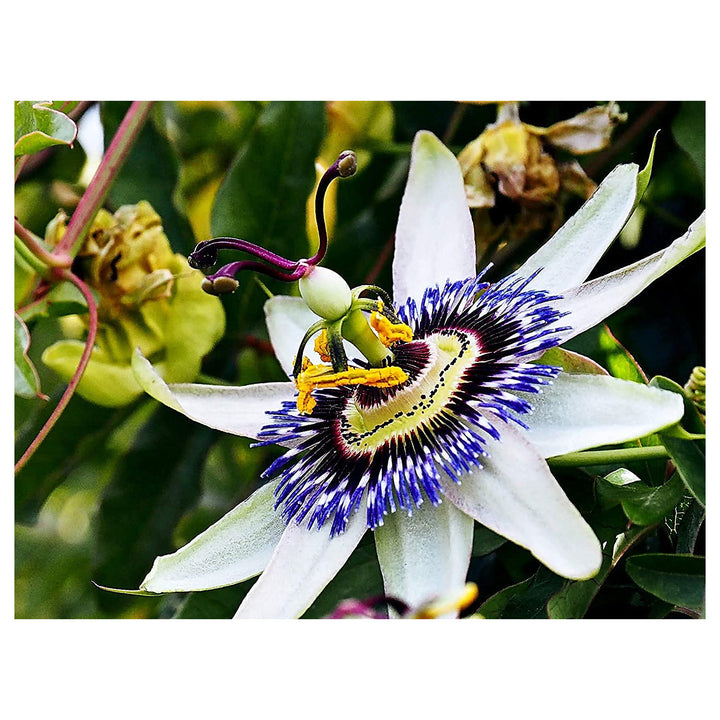 Blue Passion Flower Seeds for Planting – Non-GMO, Easy Grow Vibrant Climbing Vine for Garden &amp; Patio | Neera Seeds product photo [neera-v4-bf8ada0e43c76f542497]