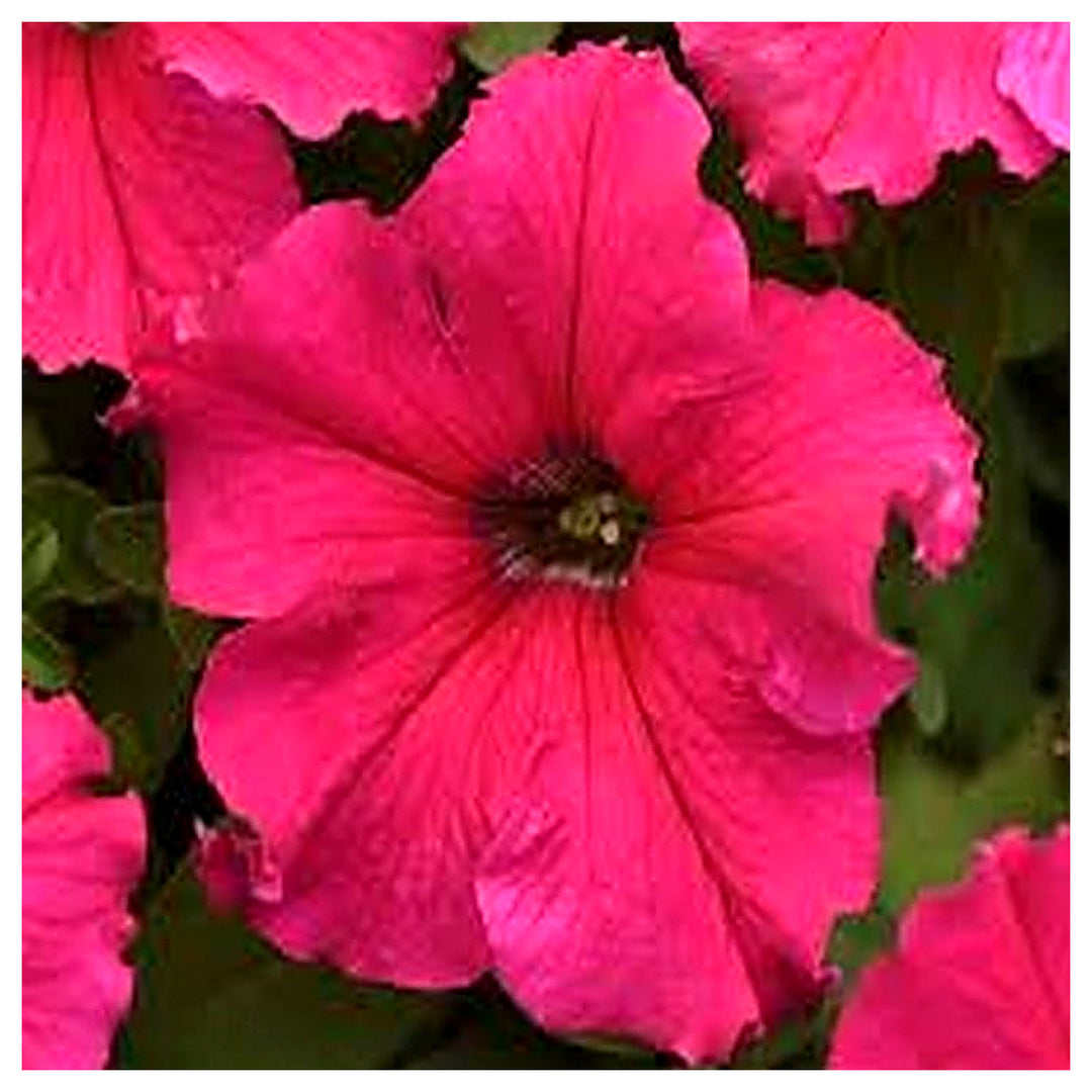 Star Petunia Pink Flower Seeds for Planting – Heirloom, Non-GMO, High Germination, Easy to Grow Organic Garden Seed | Neera Seeds product photo [neera-v4-bf90bc2b07002cb94f3a]