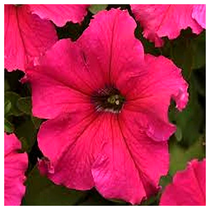 Star Petunia Pink Flower Seeds for Planting – Heirloom, Non-GMO, High Germination, Easy to Grow Organic Garden Seed | Neera Seeds product photo [neera-v4-bf90bc2b07002cb94f3a]