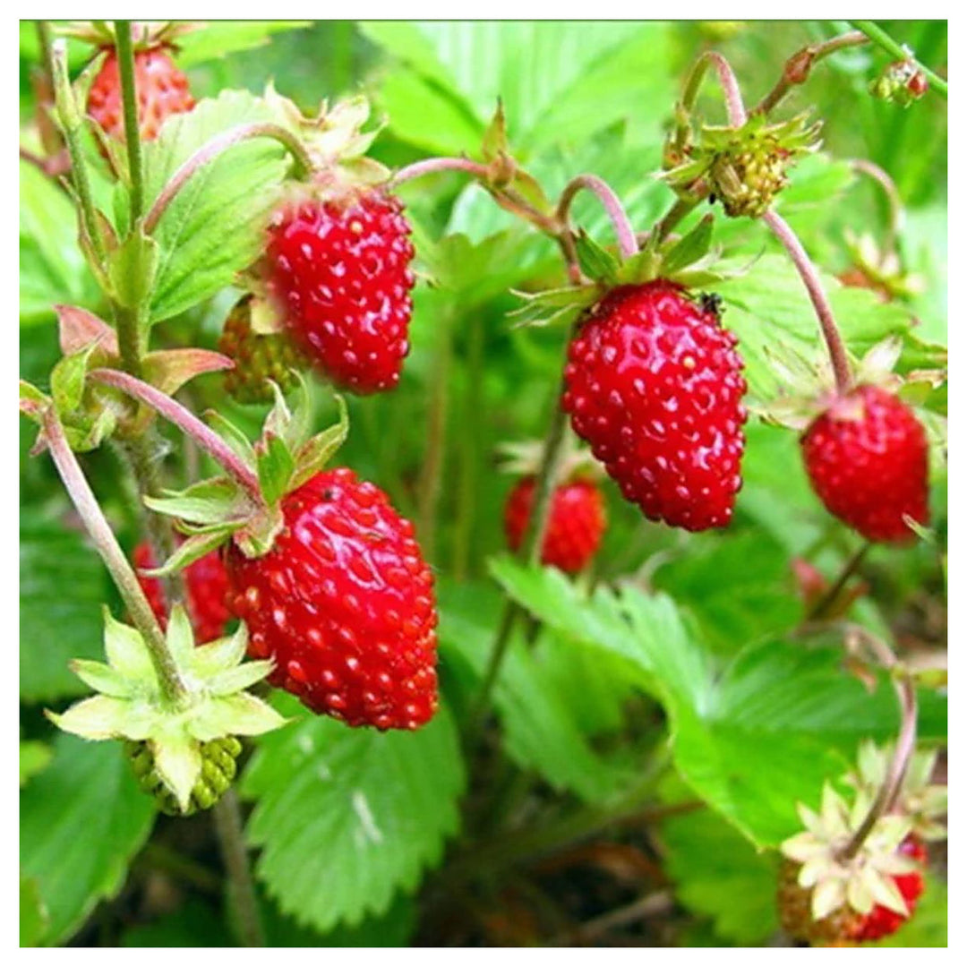 Strawberry Alexandria Fruit Seeds for Planting – Beginner-Friendly, Sweet Berries, Heirloom, High Germination, Non- | Neera Seeds product photo [neera-v4-bf9cfc004e69eb0d6321]