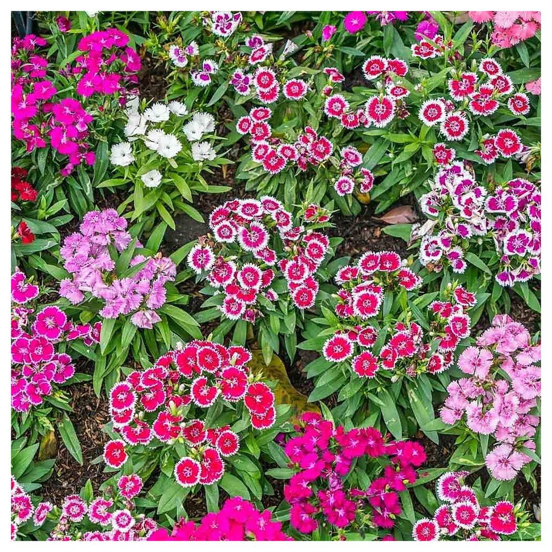 Heirloom Dianthus Flower Seeds for Planting 100 pcs | Neera Seeds product photo [neera-v4-bf9d40a92883ed220241]