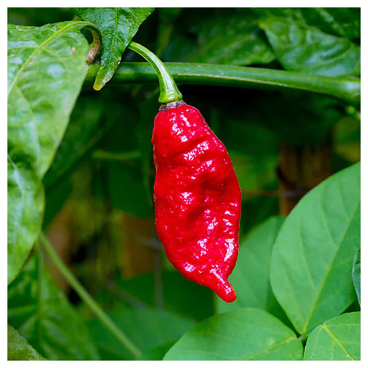 Ghost Hot Pepper Seeds for Planting – Heirloom, Non-GMO, High Germination, Organic Garden Seeds | Neera Seeds product photo [neera-v4-bfa313198dcab4c15d07]