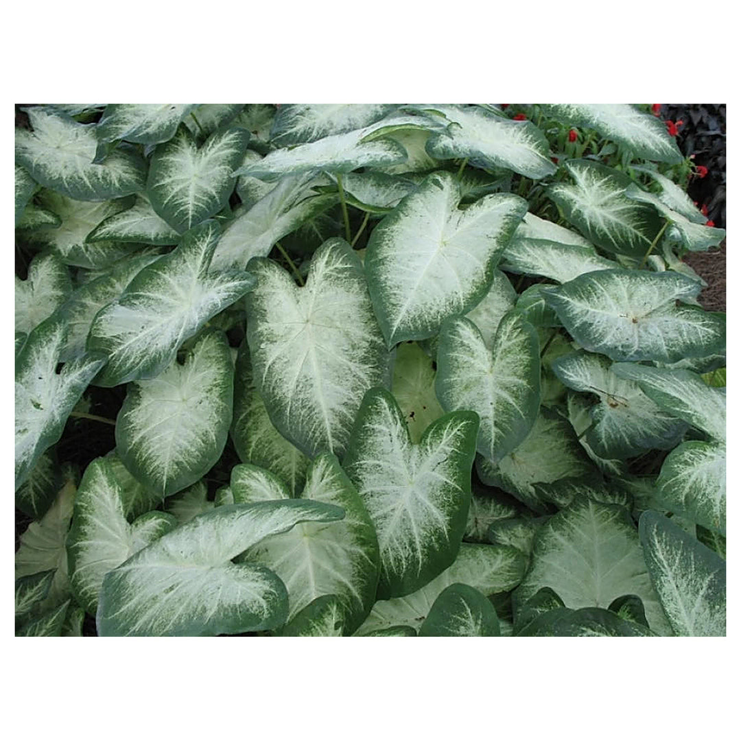 Leaf Caladium Aaron Seeds – Heirloom, Non-GMO, High Germination Organic Garden Seeds for Planting | Neera Seeds product photo [neera-v4-bfa8b31ee527e70ec900]