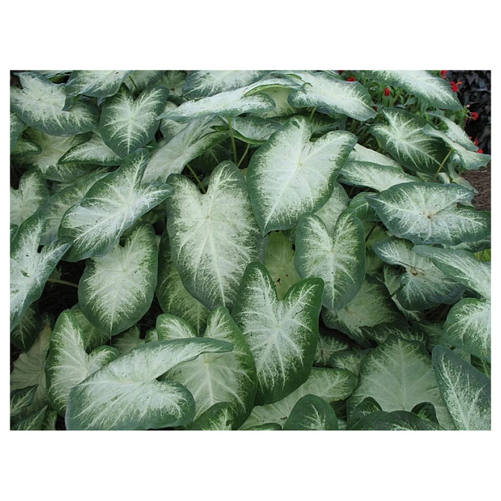 Leaf Caladium Aaron Seeds – Heirloom, Non-GMO, High Germination Organic Garden Seeds for Planting | Neera Seeds product photo [neera-v4-bfa8b31ee527e70ec900]