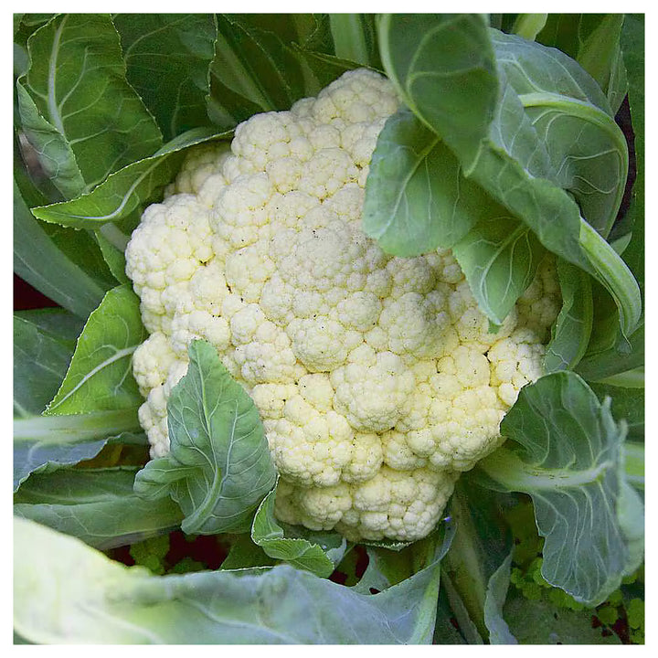 Tropical Cauliflower Vegetable Seeds for Planting – Heat-Tolerant, High Yield Indian Variety for Home Garden &amp; Orga | Neera Seeds product photo [neera-v4-bfb50a2f4168c5891387]