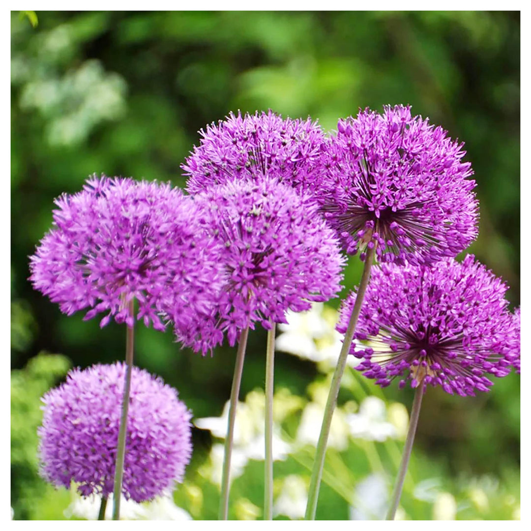 Giant Onion Allium Giganteum Flower Seeds Home Garden Planting, Exotic Organic Blooming | Neera Seeds product photo [neera-v4-bfc8db56627f0b0f207c]