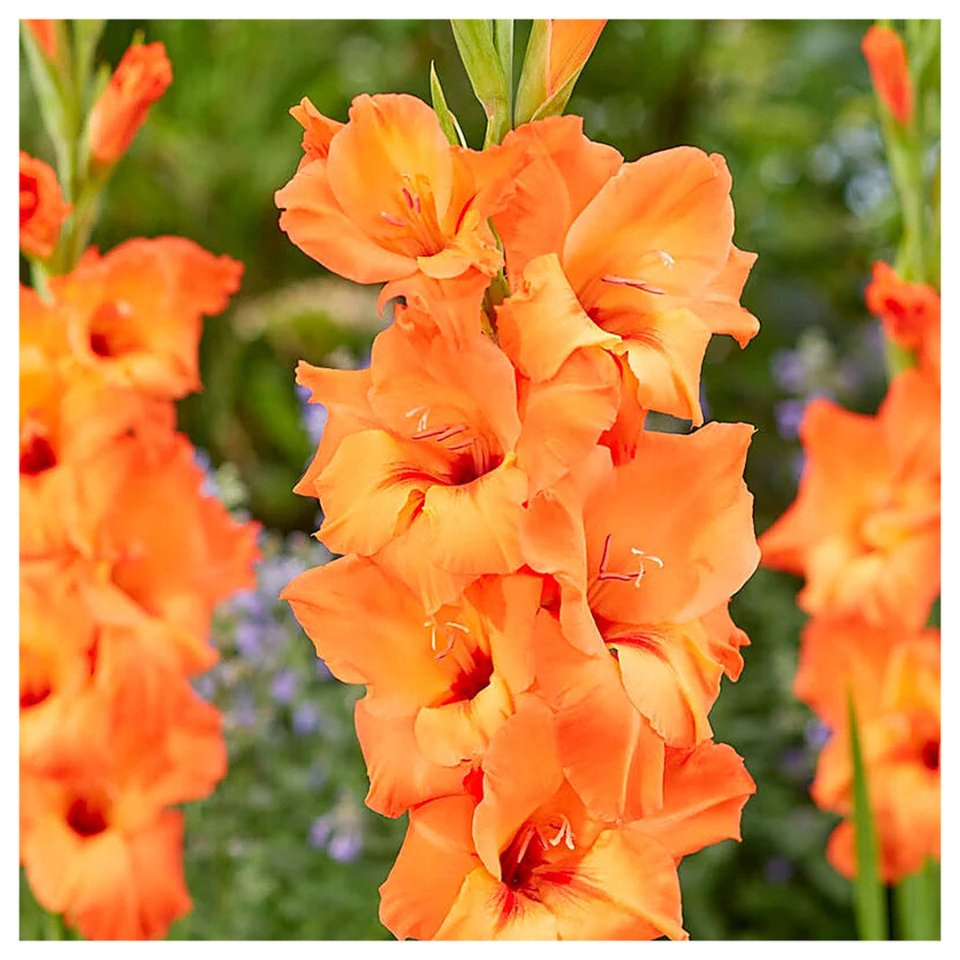 Heirloom Non-GMO Gladiolus Flower Seeds for Planting – Tall Vibrant Blooms for Cutting Gardens, High Germination | Neera Seeds product photo [neera-v4-bfcc05da7687dd487a2d]