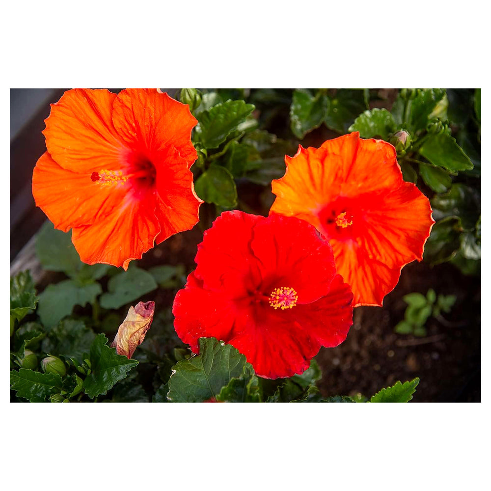 Heirloom Orange Hibiscus Flower Seeds – Non-GMO Tropical Garden Blooms for Planting | Neera Seeds product photo [neera-v4-bfd228e8bb28e9be667c]