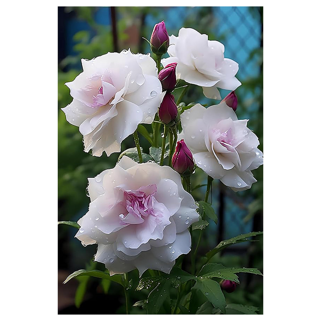 Eustoma Eustoma Griflorum Flower For Planting Elegant Blooms For Garden Borders Floral | Neera Seeds product photo [neera-v4-bfdbe8d660aafa96c14b]