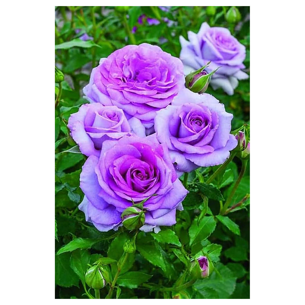 Heirloom Non-GMO Lavender Rose Flower Seeds for Planting – Fragrant Romantic Organic Garden Blooms | Neera Seeds product photo [neera-v4-bfde8fe4665deec87daf]