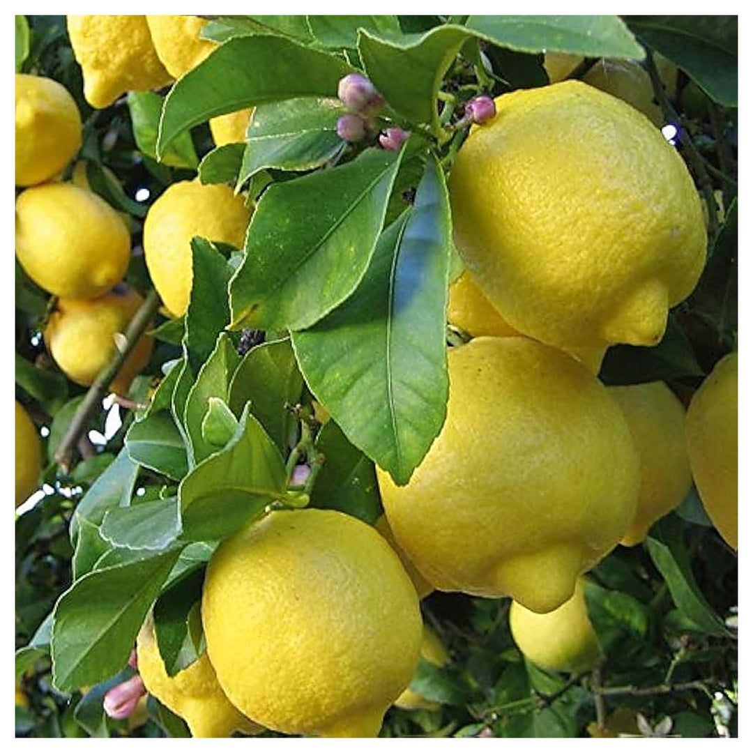Italian Amalfi Lemon Fruit Seeds for Planting – Heirloom, Non-GMO, High Germination Organic Garden Seeds | Neera Seeds product photo [neera-v4-bff21d23d5e877692868]