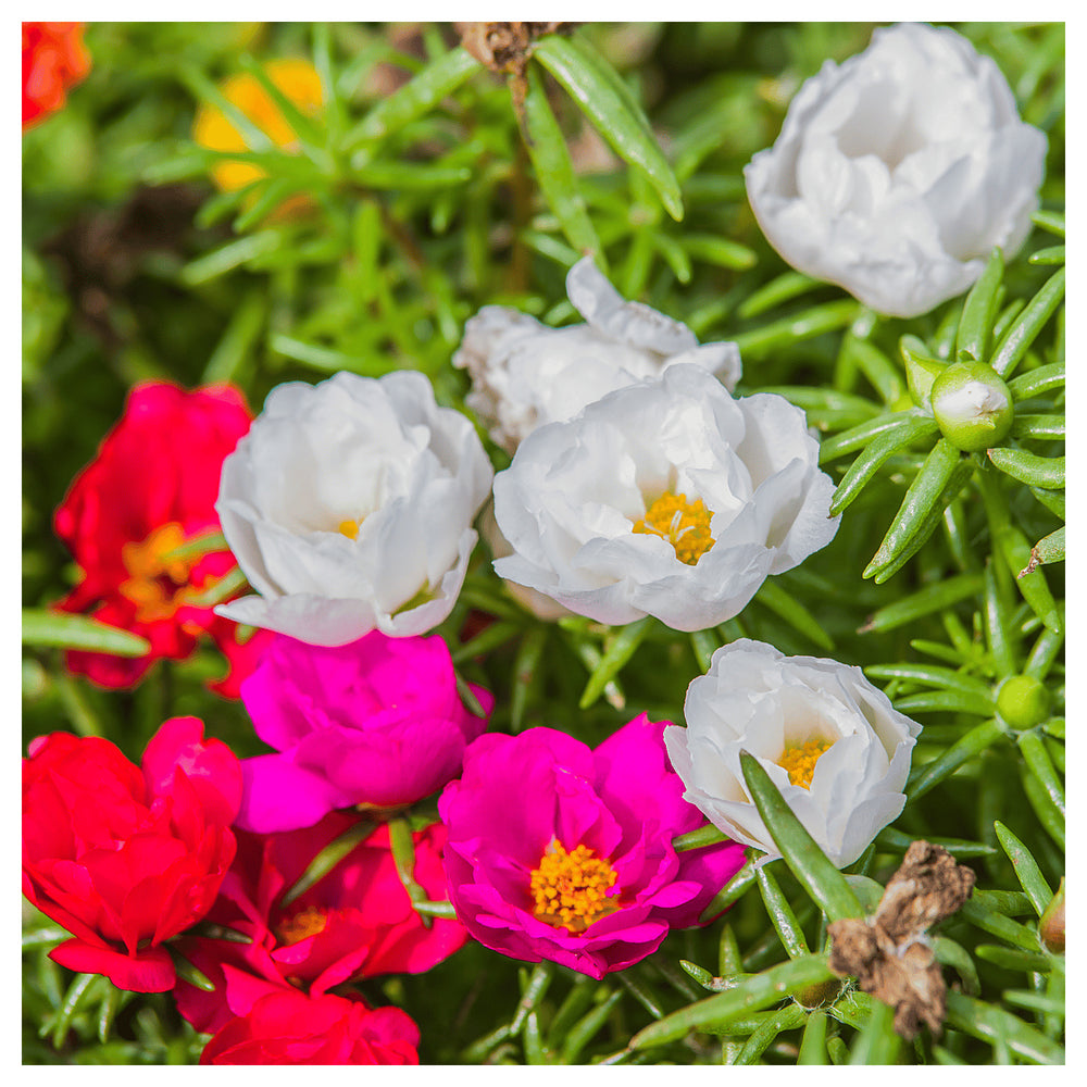 White Pink Moss Rose Plant Seeds for Planting – Heirloom Non-GMO Organic Garden Seeds with High Germination | Neera Seeds product photo [neera-v4-c001b8f65c8fcd5b4a31]