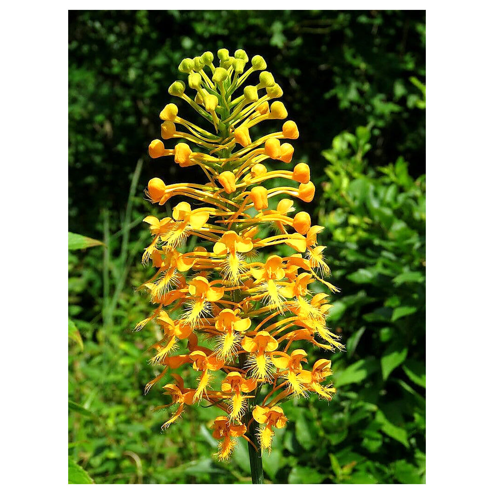 Heirloom Fringed Orchid Flower Seeds for Planting – Non-GMO, High Germination Organic Garden Blooms | Neera Seeds product photo [neera-v4-c03b2b653d39cde50cba]
