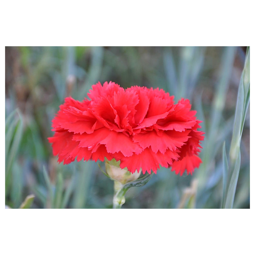 Heirloom Non-GMO Carnation Dianthus Flower Seeds for Planting – Fragrant Colorful Garden Blooms | Neera Seeds product photo [neera-v4-c03eb0dd73f89aaf30ab]