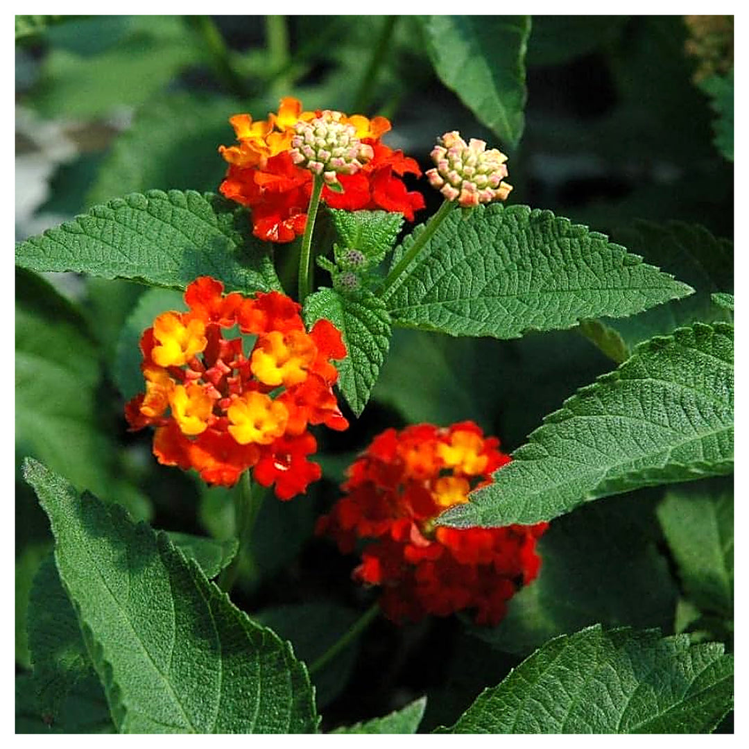 Orange Red Lantana Flower Seeds for Planting - NON GMO Seeds | Neera Seeds product photo [neera-v4-c0458f5279eec2ea2687]