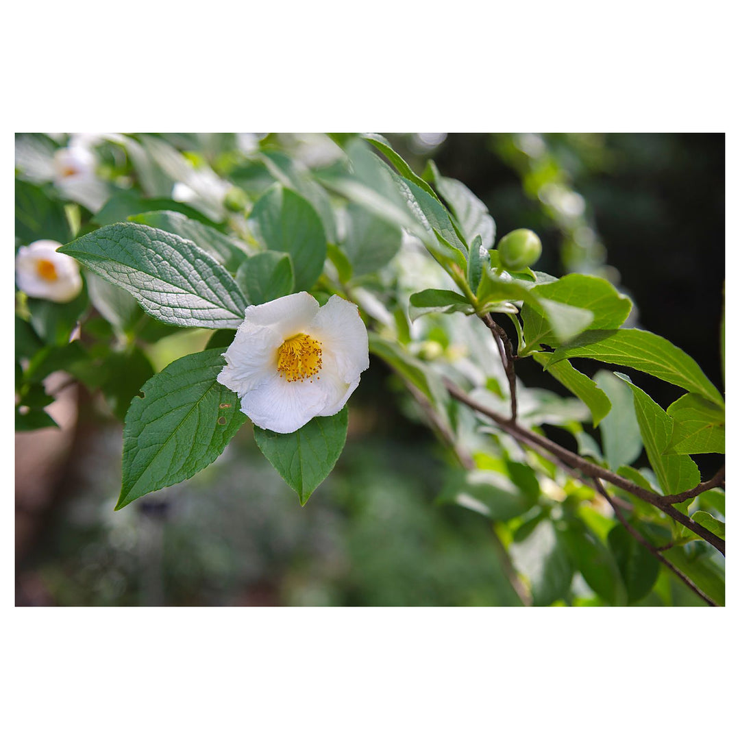 Stewartia White Seeds for Planting – Organic, Heirloom, Non-GMO Ornamental Tree Seeds | Neera Seeds product photo [neera-v4-c0517c1befbda868e3bc]