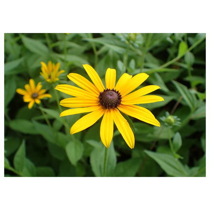 Heirloom Susan Native Flower Seeds – Non-GMO Seeds for Wildflower Garden Planting, High Germination Organic Seeds | Neera Seeds product photo [neera-v4-c059128bfd24692a9a98]