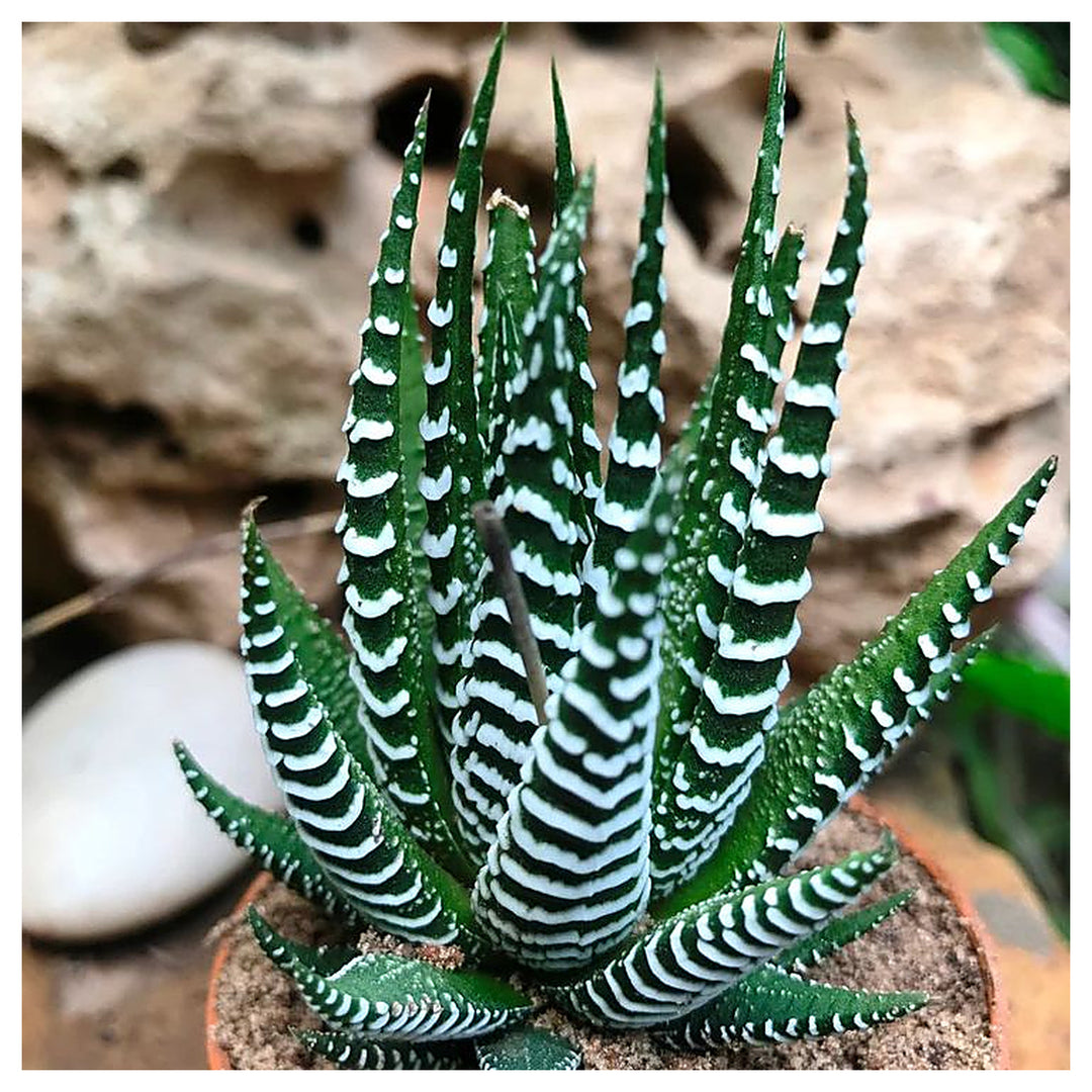 Edible Aloe Vera Plant Seeds – Dark Green &amp; White Varieties, Indoor/Outdoor, Heirloom &amp; Non-GMO, 100 pcs | Neera Seeds product photo [neera-v4-c0595a2d60d53dd5ccbe]
