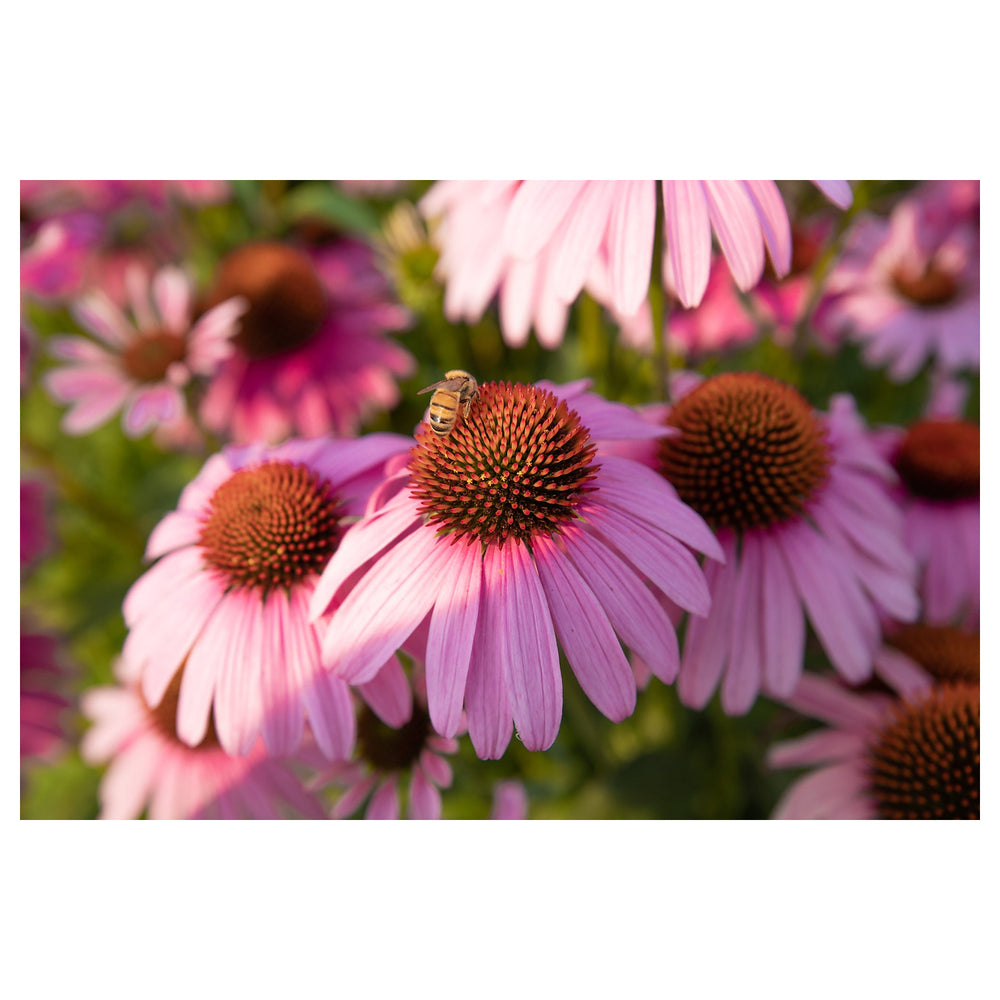 Purple Echinacea Wildflower Seeds for Planting – Heirloom & Non-GMO, Pollinator-Friendly | Neera Seeds product photo [neera-v4-c062e06c3156983e47d5]