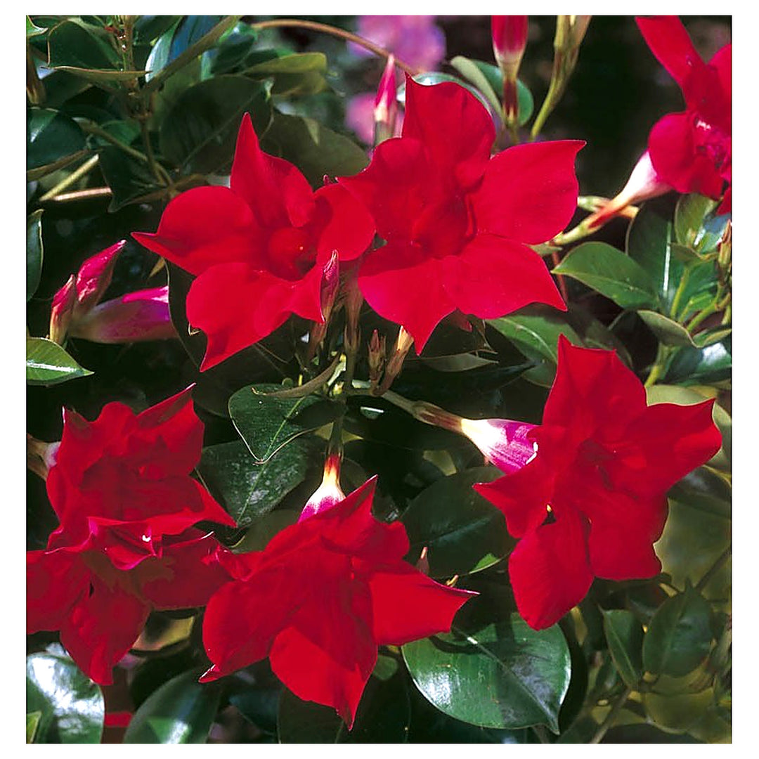 Heirloom Dipladenia Flower Seeds, Non-GMO Tropical Vining Blooms for Decorative Garden Planting | Neera Seeds product photo [neera-v4-c0654f22affe0892f0f0]