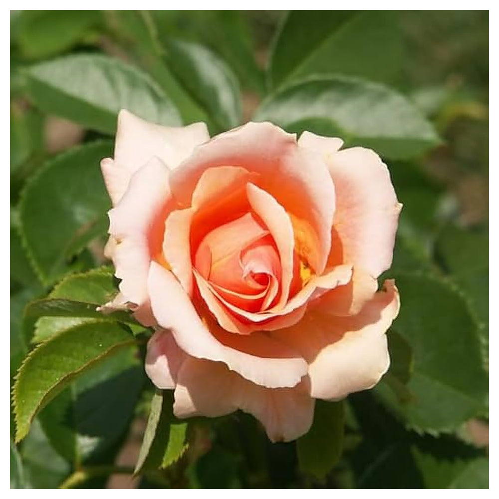 Peach Rose Heirloom Non-GMO Seeds for Planting – Organic Garden Flower Seeds | Neera Seeds product photo [neera-v4-c06bef0c240b5f77b4bd]