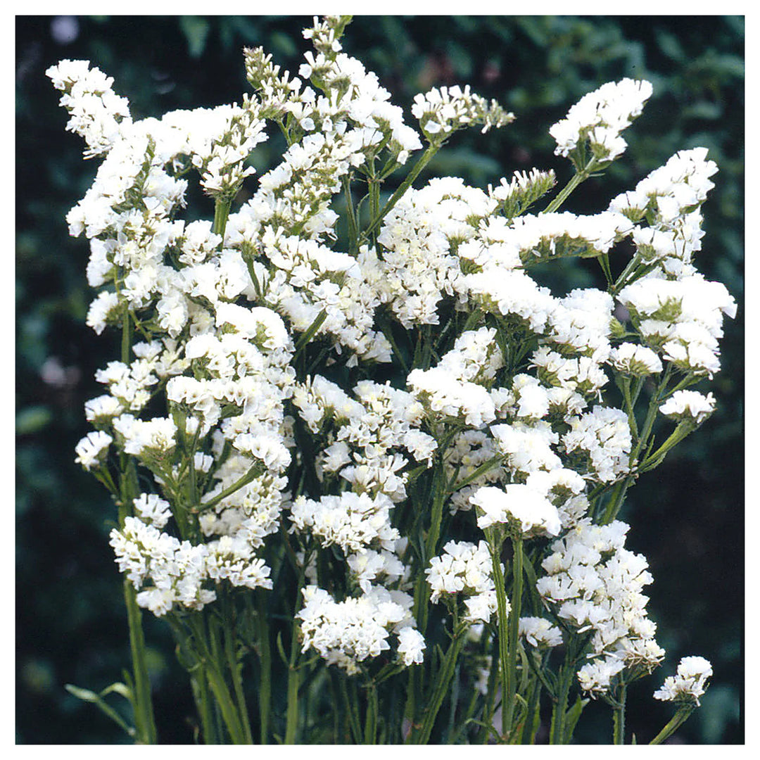 Heirloom Non-GMO Limonium Sinuatum Iceberg Flower Seeds for Planting – White Everlasting Blooms | High Germination | Neera Seeds product photo [neera-v4-c07c6d736f7676a3c662]