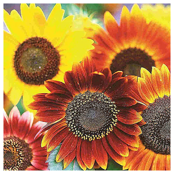 Autumn Beauty Mix Sunflower Seeds – Heirloom, Non-GMO, High Germination Organic Garden Seeds for Planting | Neera Seeds product photo [neera-v4-c082502b0d4037d4c73b]