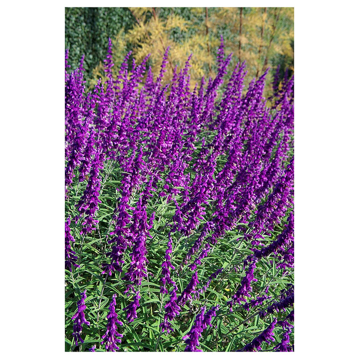 Lavender Barbara Flower Seeds – Heirloom, Non-GMO Seeds for Planting Fragrant Garden Blooms | Neera Seeds product photo [neera-v4-c088b7482961d984296d]