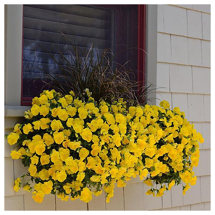 Heirloom Trailing Pansy Flower Seeds for Planting – Non-GMO, Organic Garden Seeds with High Germination | Neera Seeds product photo [neera-v4-c09f67c36ab95e28baa2]