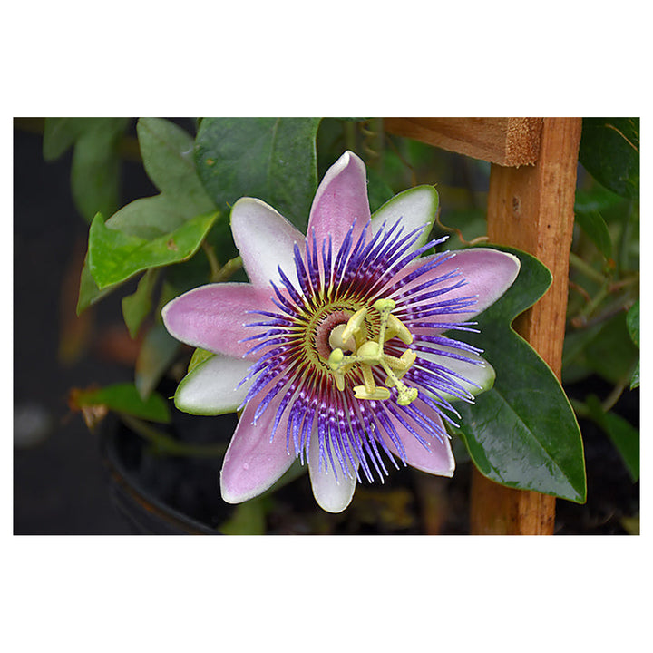 Organic Heirloom Non-GMO Purple Passiflora Flower Seeds for Planting – Exotic Passion Vine | Neera Seeds product photo [neera-v4-c0a6367fbb6585a6781a]