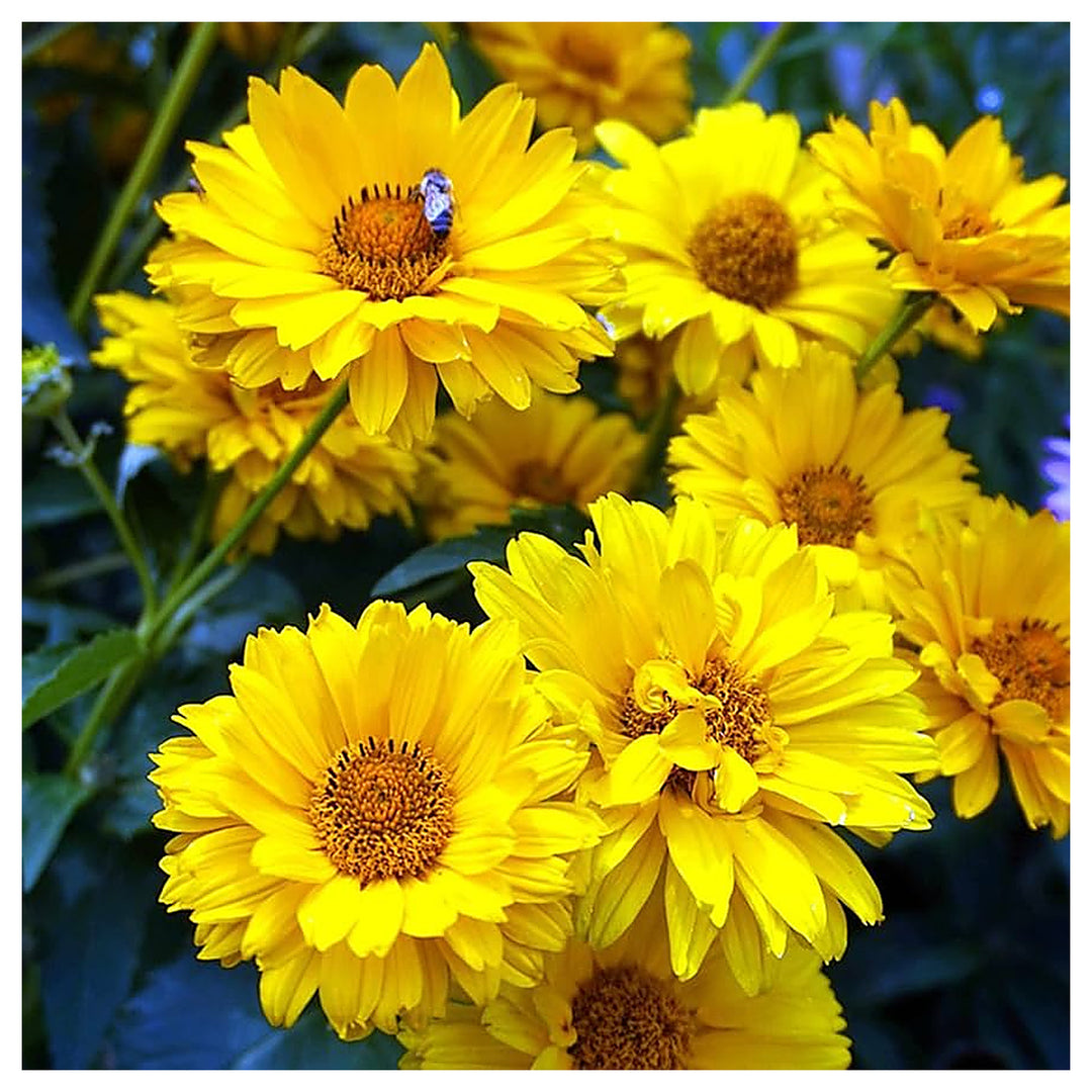 Heliopsis Sunflower Seeds – Heirloom, Non-GMO, High Germination Organic Garden Flower Seeds for Planting | Neera Seeds product photo [neera-v4-c0d01f7e4d7efe3a47d0]