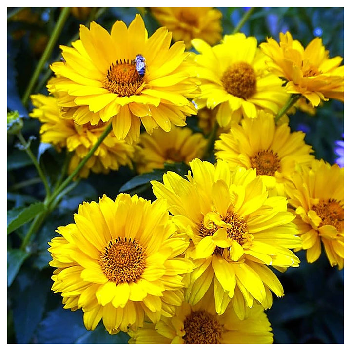 Heliopsis Sunflower Seeds – Heirloom, Non-GMO, High Germination Organic Garden Flower Seeds for Planting | Neera Seeds product photo [neera-v4-c0d01f7e4d7efe3a47d0]
