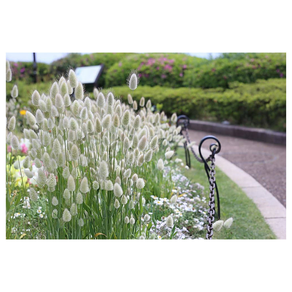 Bunny Tail Grass For Planting Lagurus Ovatus For Ornamental Gardens And Ground Cover Flower Seeds | Neera Seeds product photo [neera-v4-c0e454f09db6a5a27a0c]