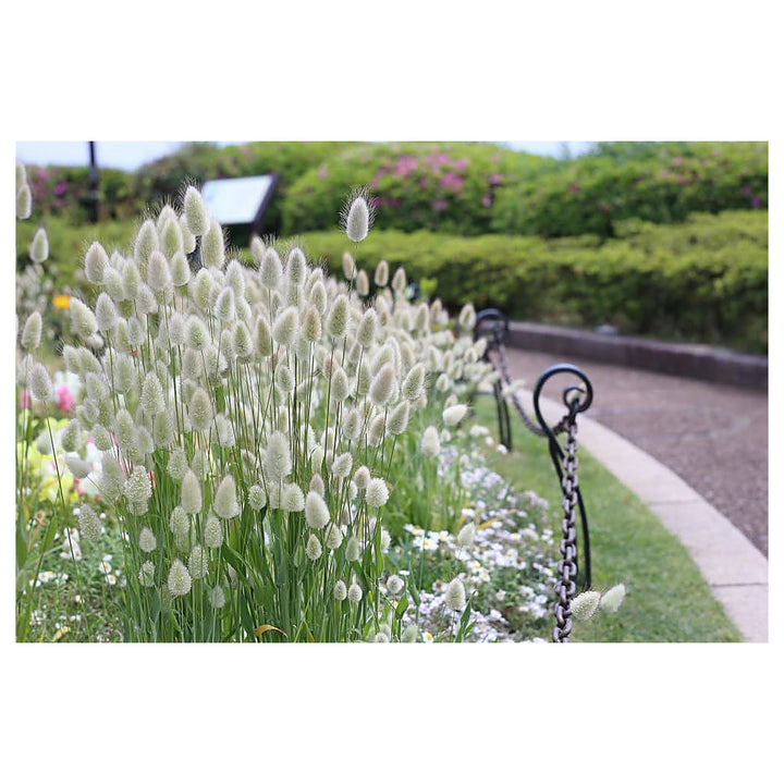 Bunny Tail Grass For Planting Lagurus Ovatus For Ornamental Gardens And Ground Cover Flower Seeds | Neera Seeds product photo [neera-v4-c0e454f09db6a5a27a0c]