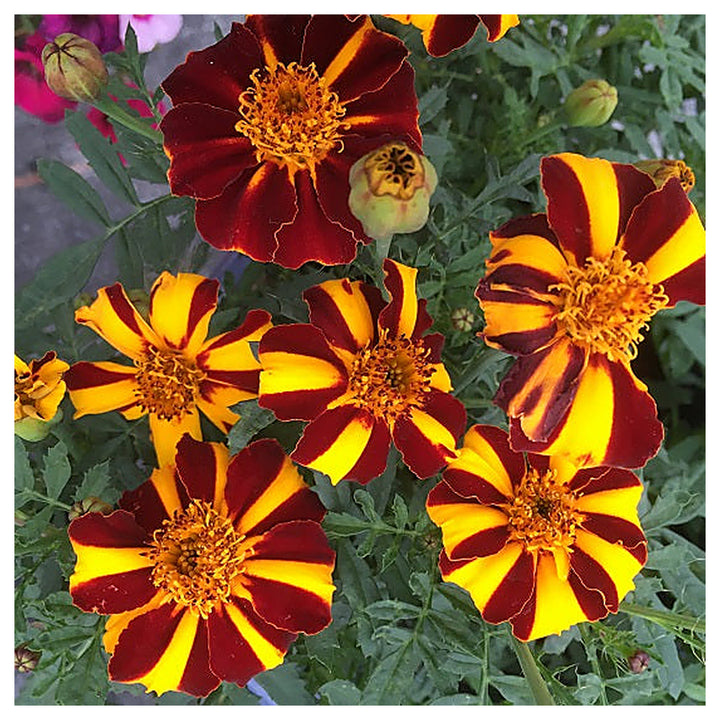 Heirloom Marigold Mr. Majestic Flower Seeds, Non-GMO Striped Blooms for Vibrant Garden Planting | Neera Seeds product photo [neera-v4-c0e70bb6758ef7397376]