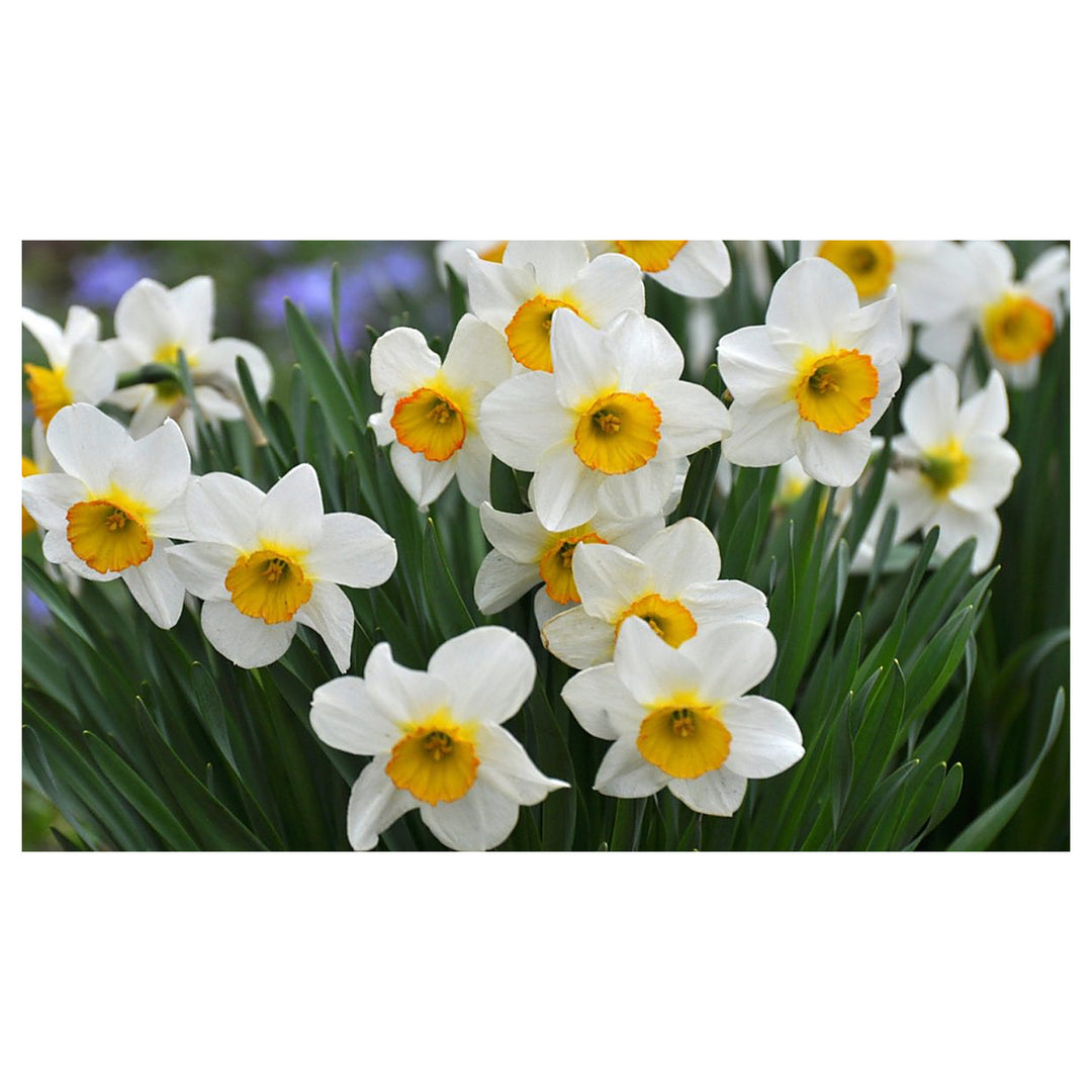 Narcissus Tazetta Flower Seeds for Planting – Fragrant Indoor &amp; Outdoor Bloom | Neera Seeds product photo [neera-v4-c0fccaab7760fb9be45c]