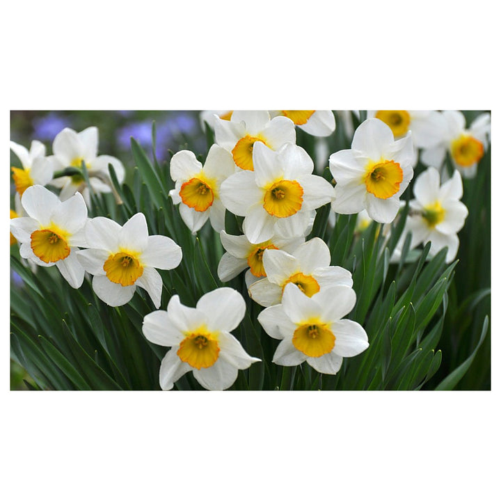 Narcissus Tazetta Flower Seeds for Planting – Fragrant Indoor &amp; Outdoor Bloom | Neera Seeds product photo [neera-v4-c0fccaab7760fb9be45c]