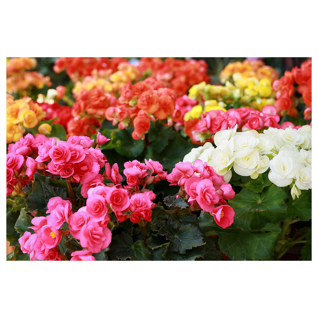 Heirloom Non-GMO Rieger Begonia Flower Seeds for Planting – Vibrant Shade-Loving Garden Blooms | Neera Seeds product photo [neera-v4-c105678c26aab9ad0302]